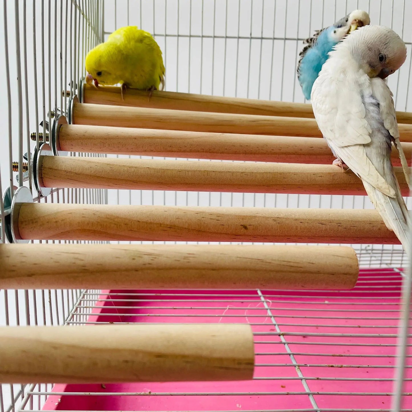 Parrot Wooden Standing Stick